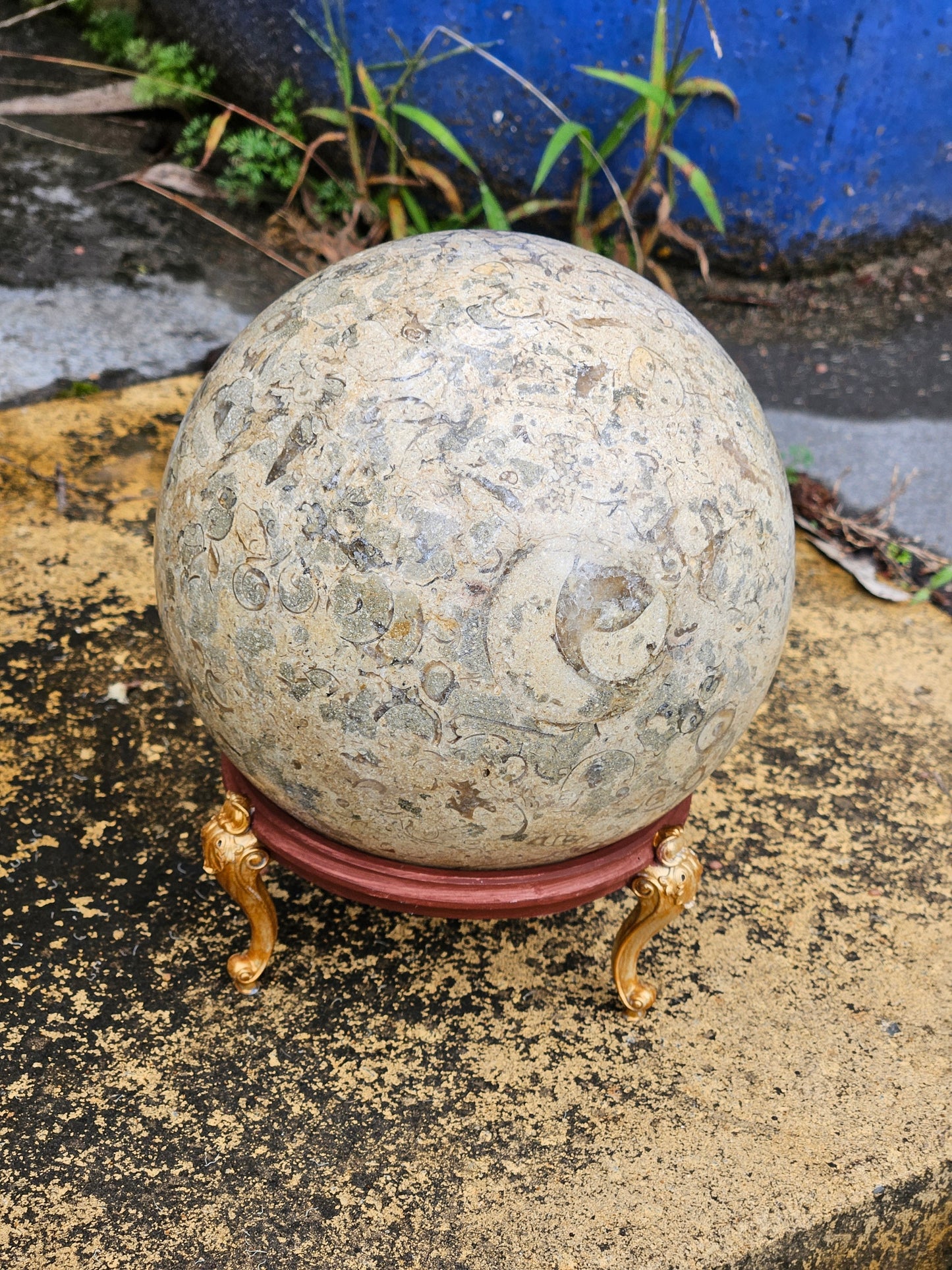 Colossal Fossil Coral Sphere w/ Stand