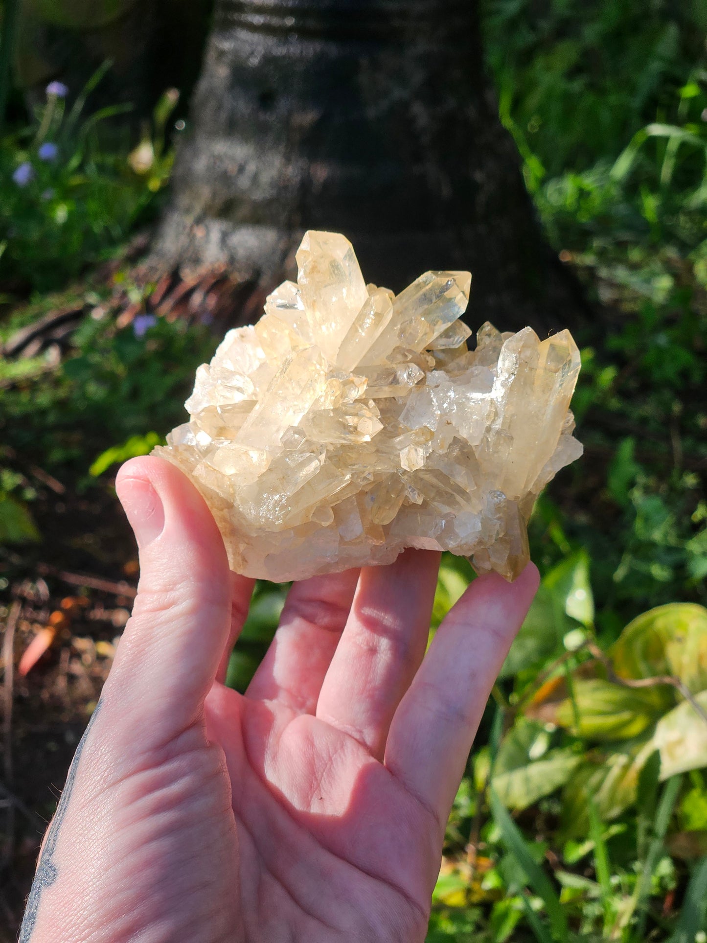 Golden Healer Specimen B