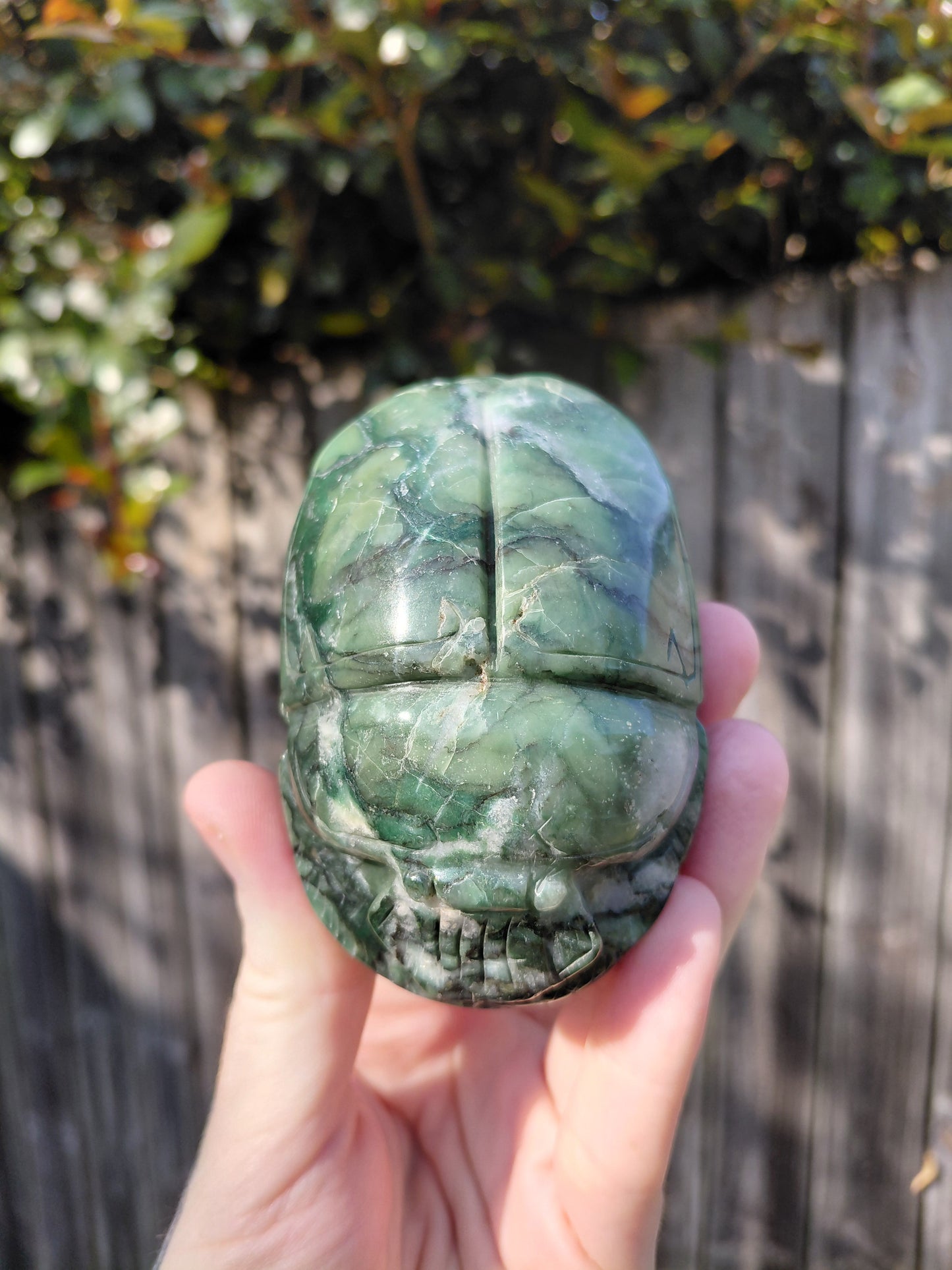 Serpentine Scarab Beetle - Large