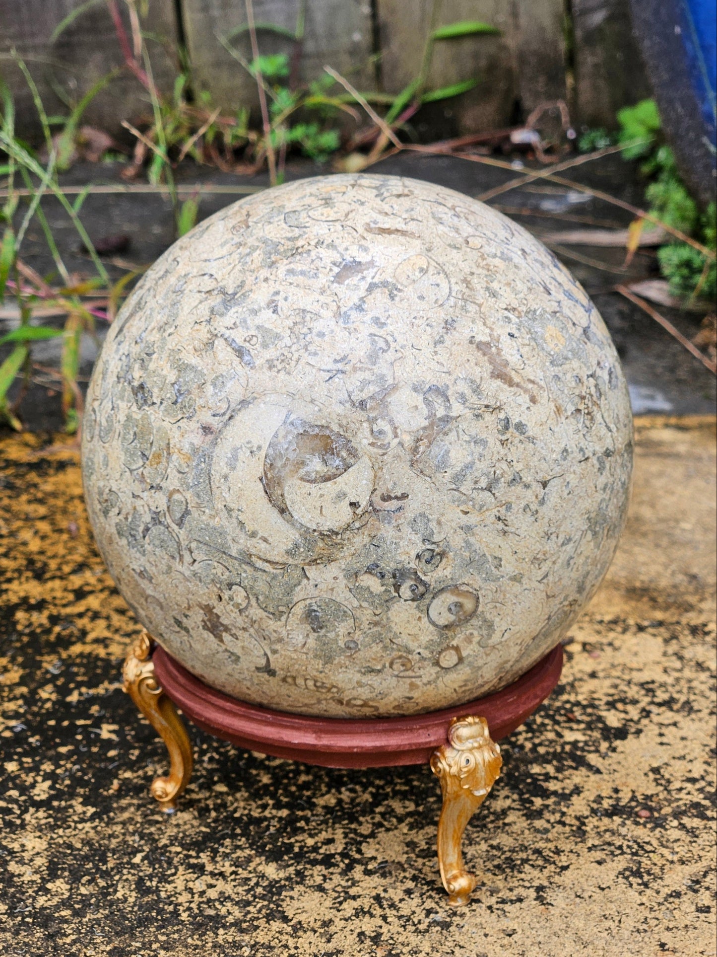 Colossal Fossil Coral Sphere w/ Stand