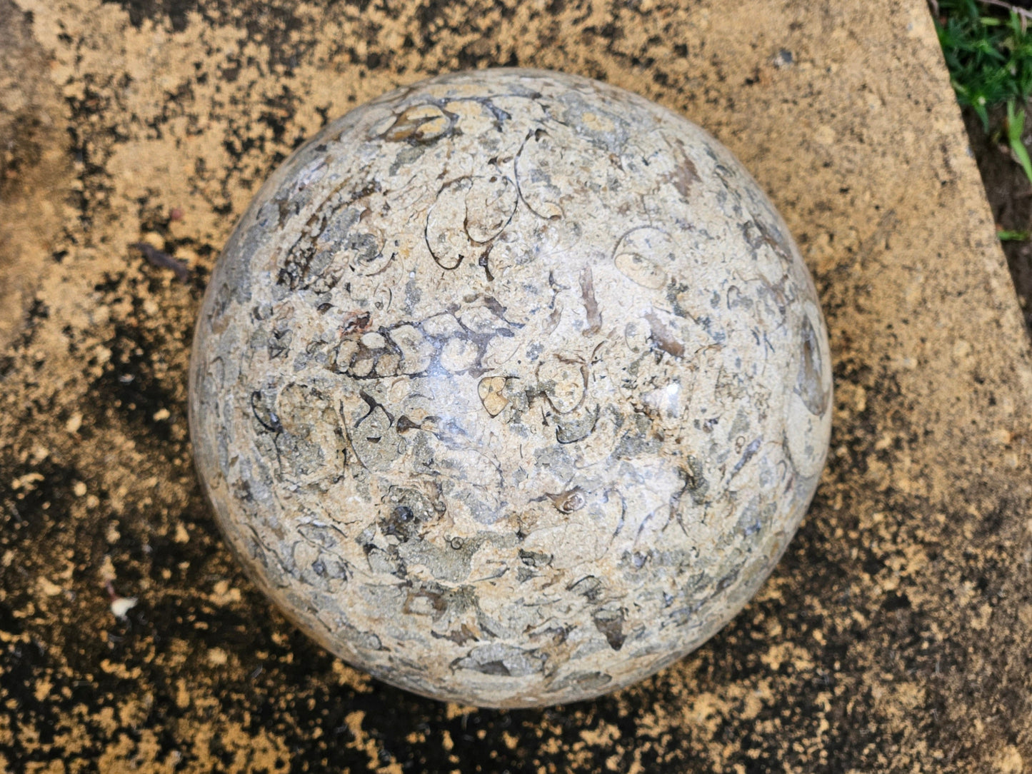 Colossal Fossil Coral Sphere w/ Stand