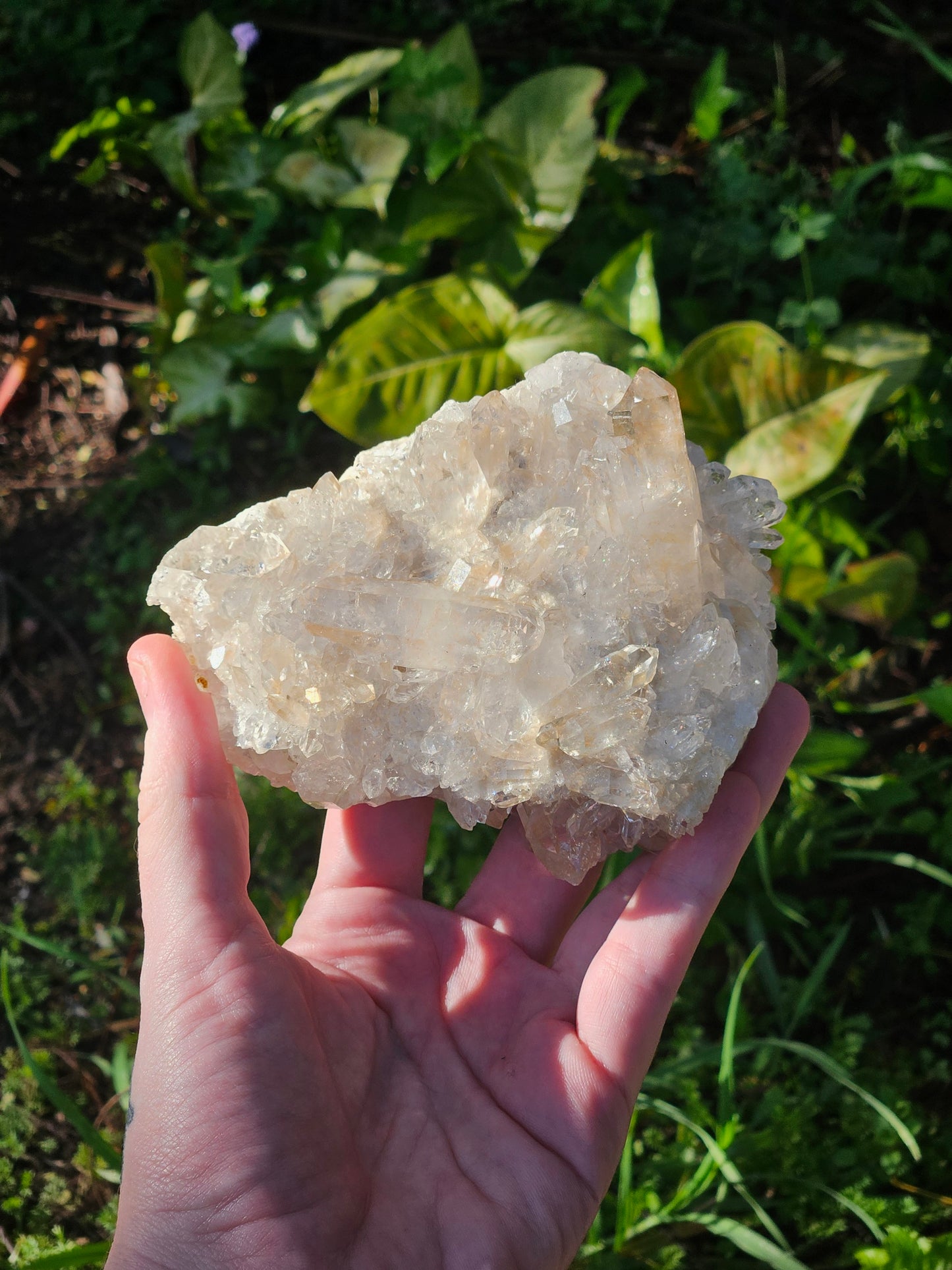 Golden Healer Specimen A