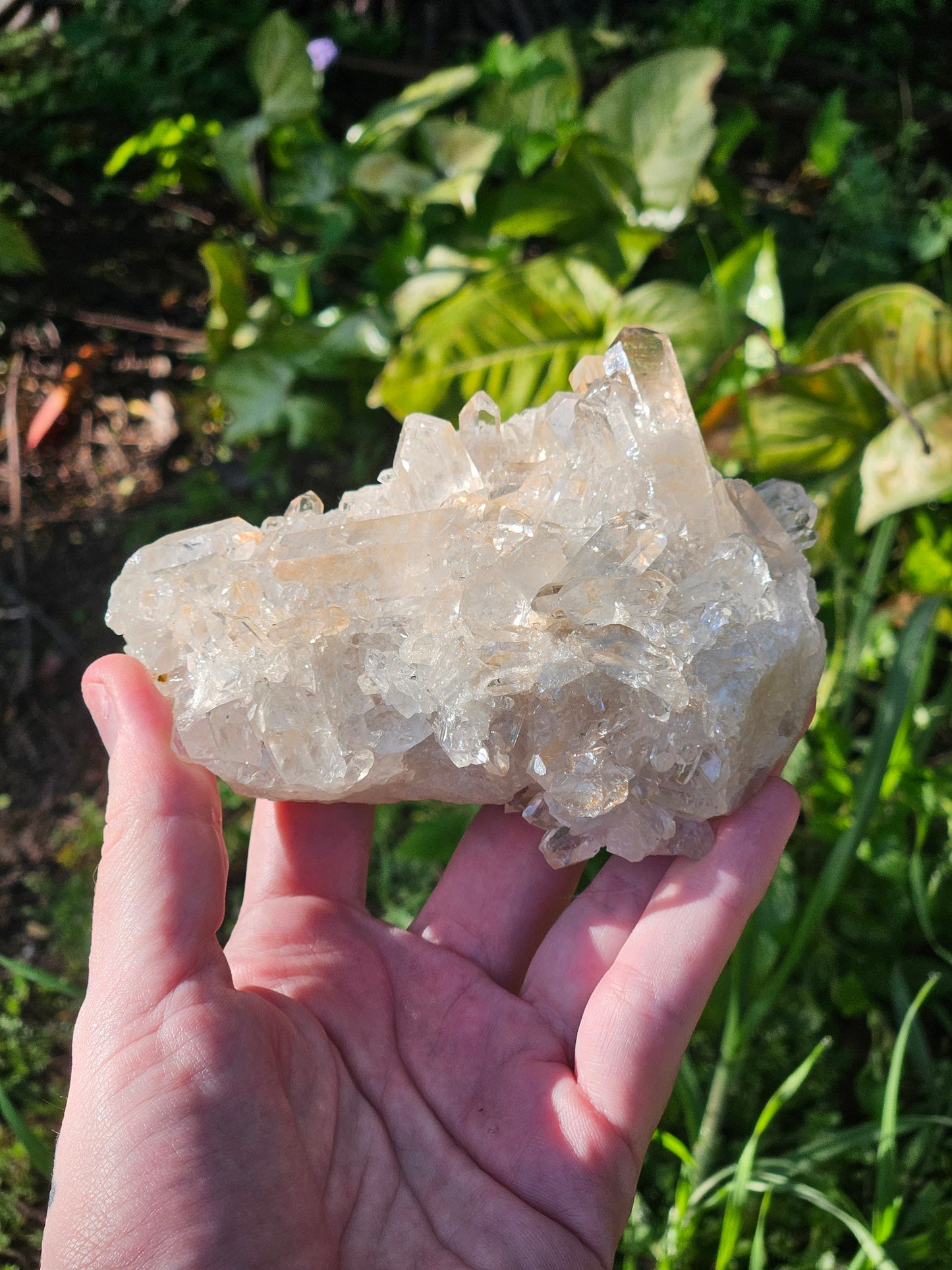 Golden Healer Specimen A