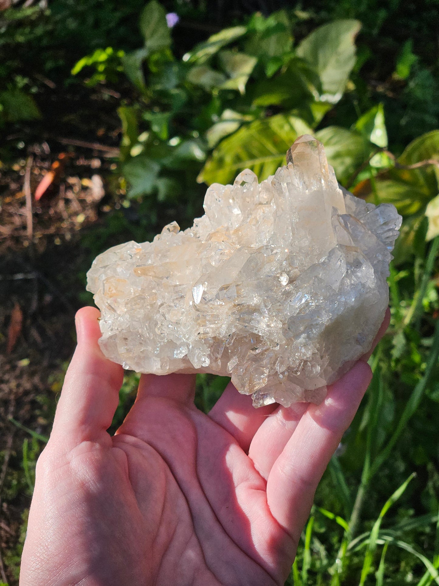 Golden Healer Specimen A