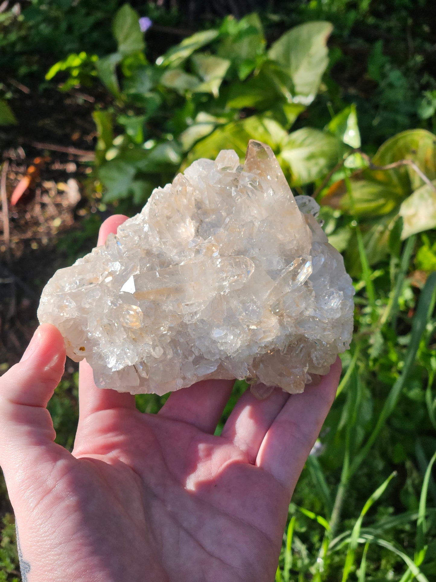 Golden Healer Specimen A