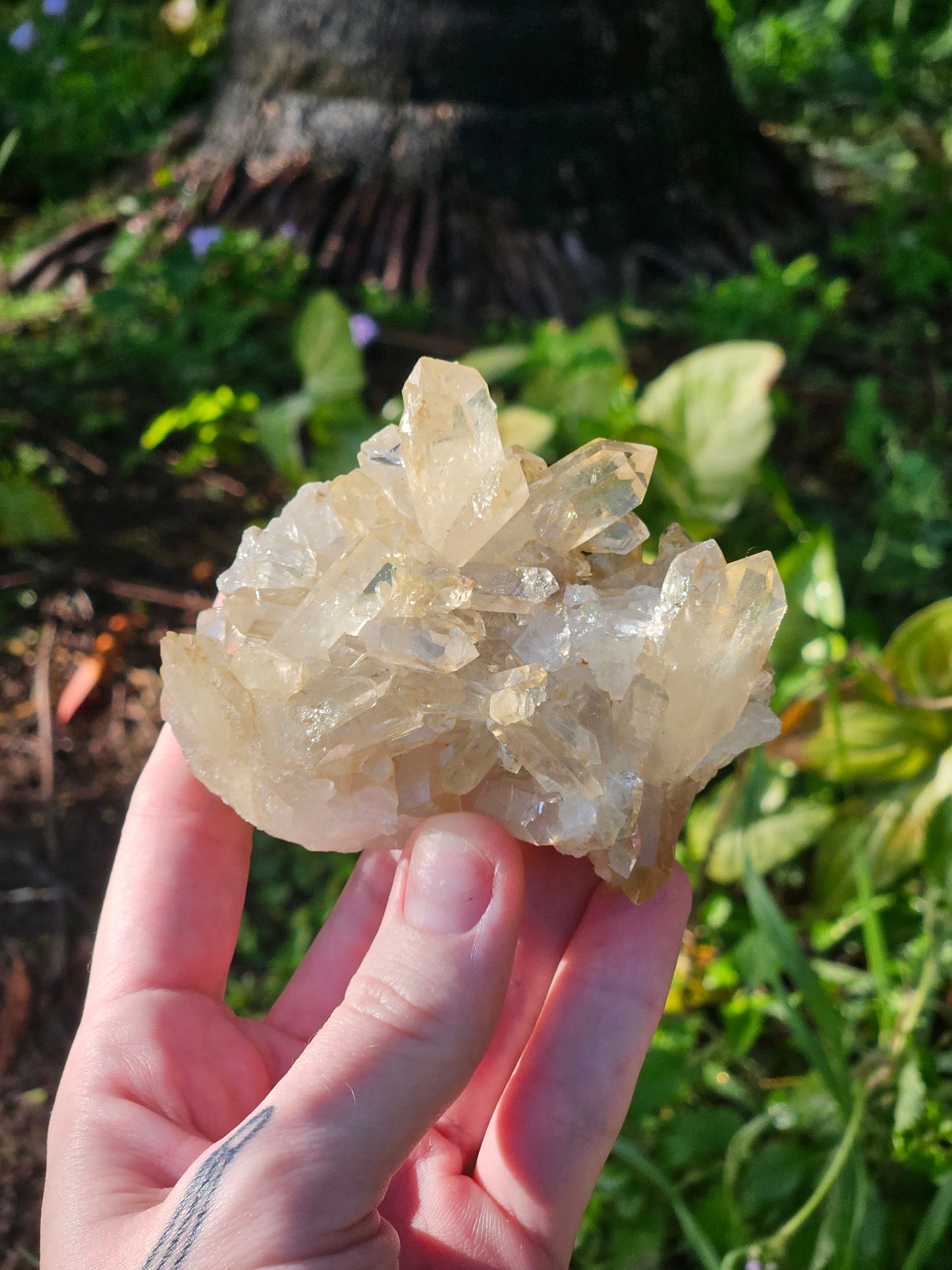 Golden Healer Specimen B