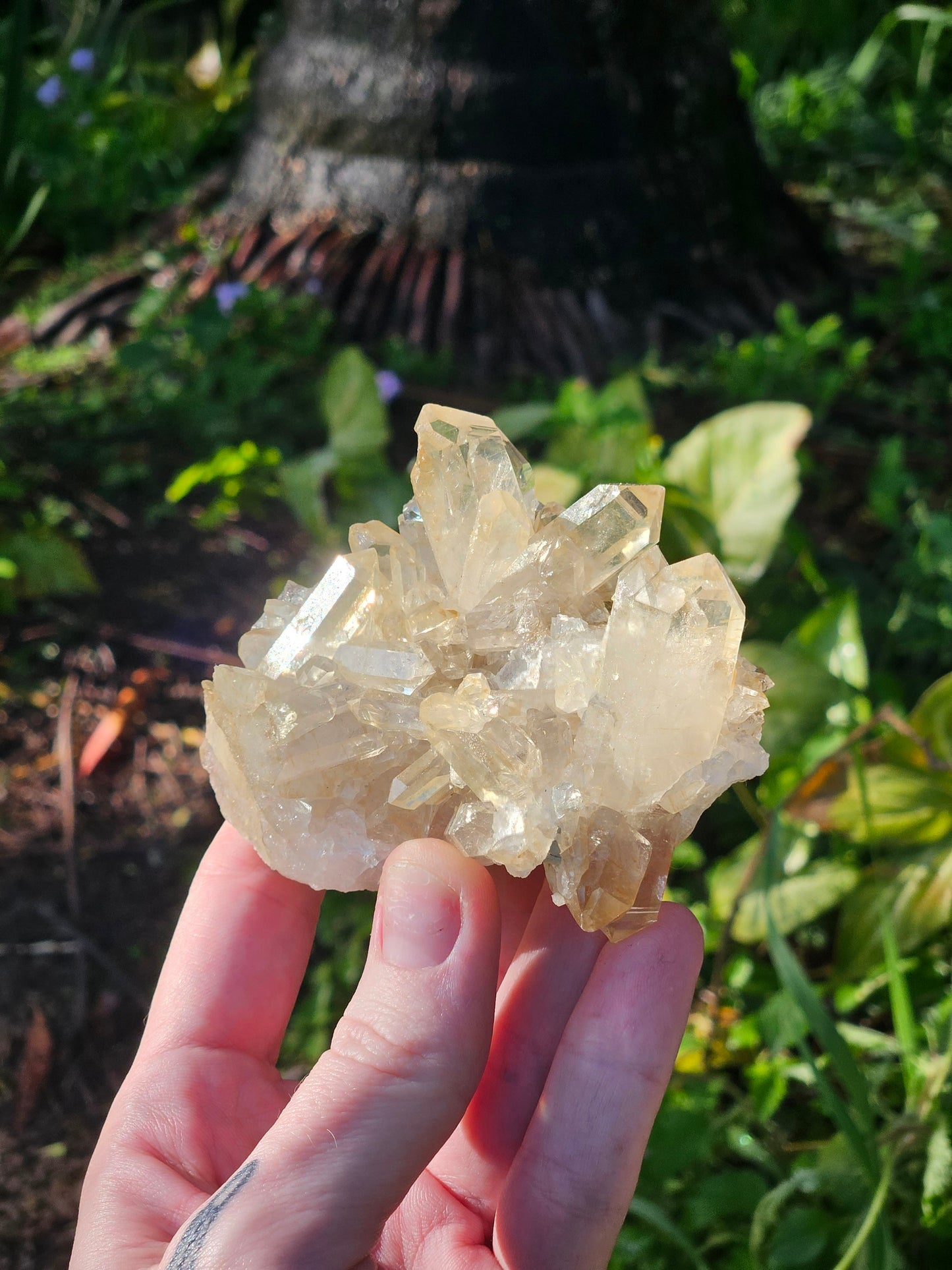 Golden Healer Specimen B