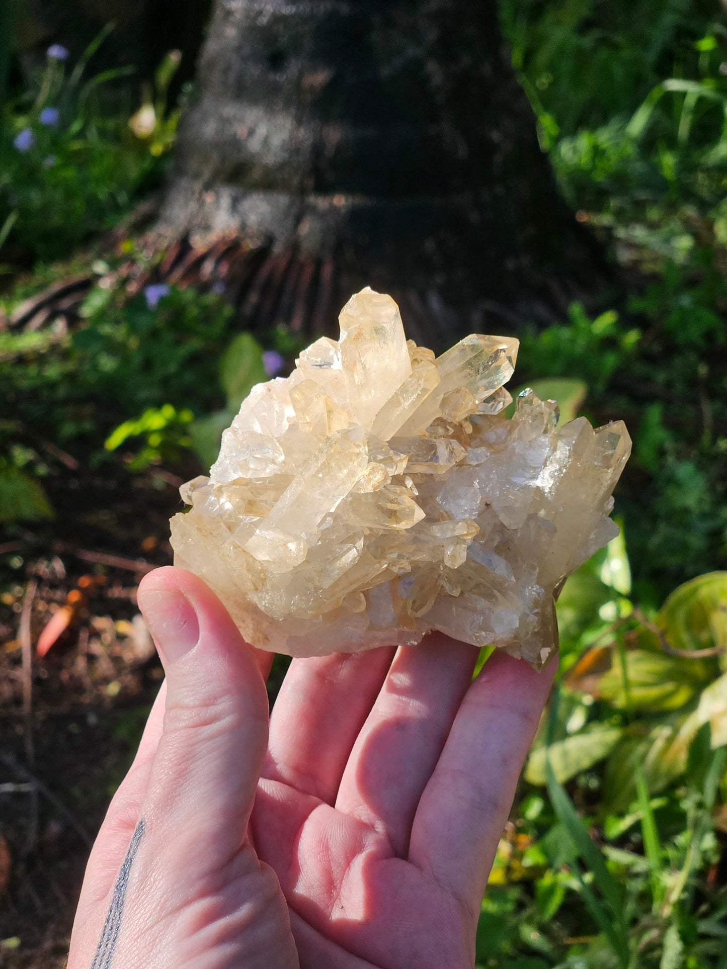 Golden Healer Specimen B