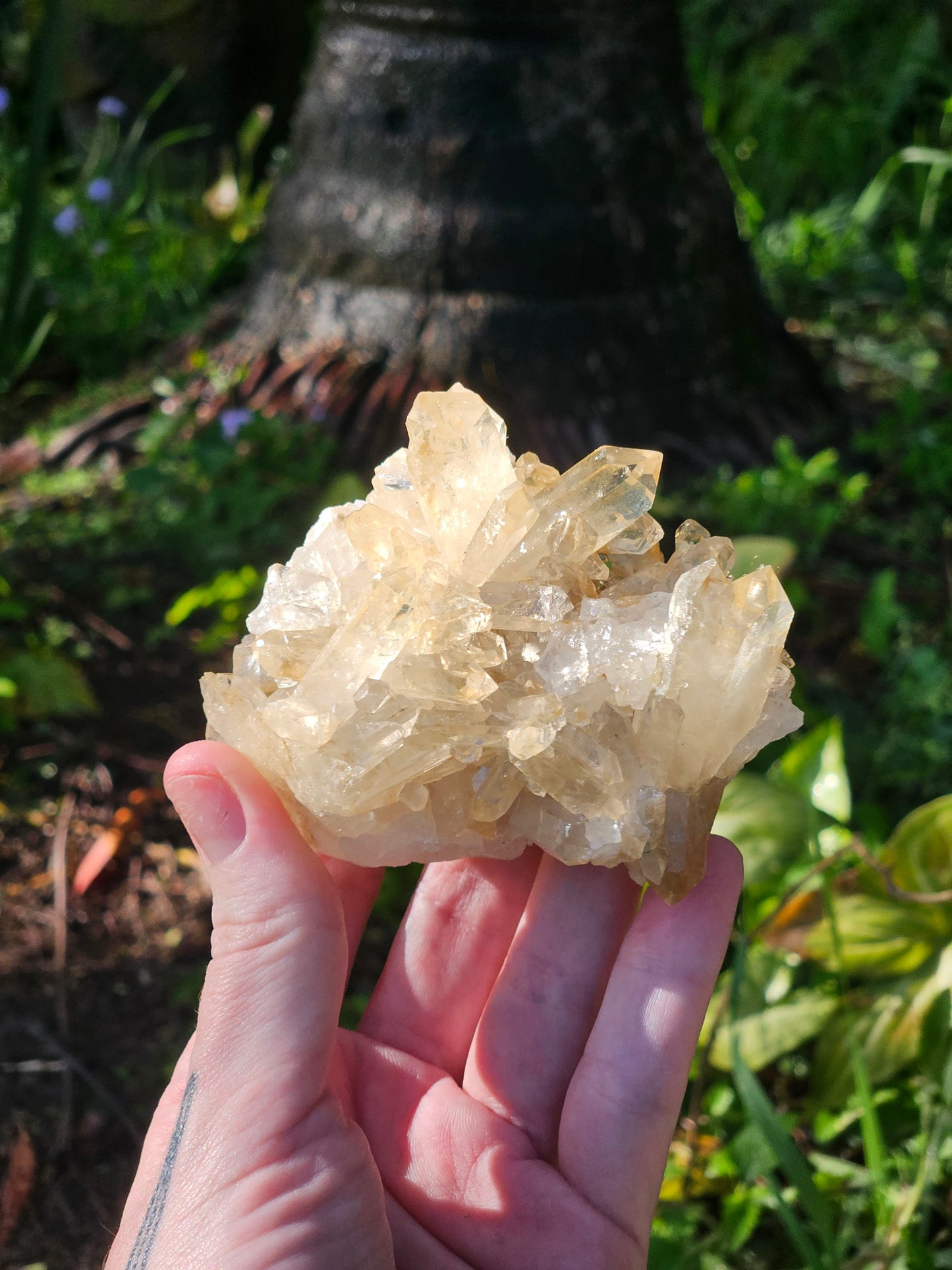 Golden Healer Specimen B