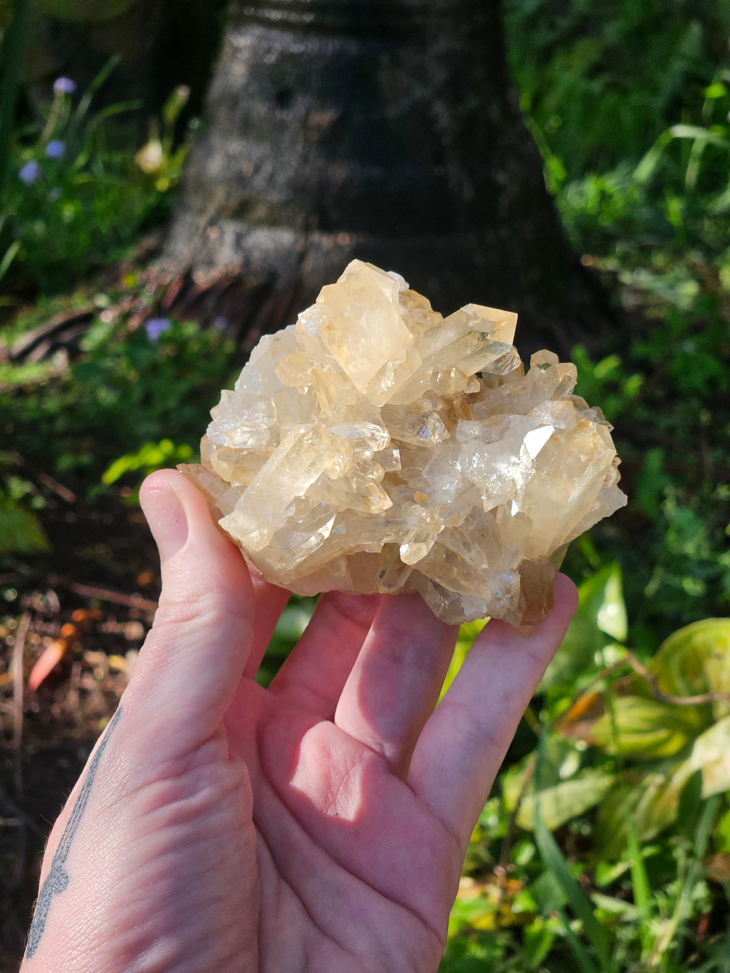 Golden Healer Specimen B