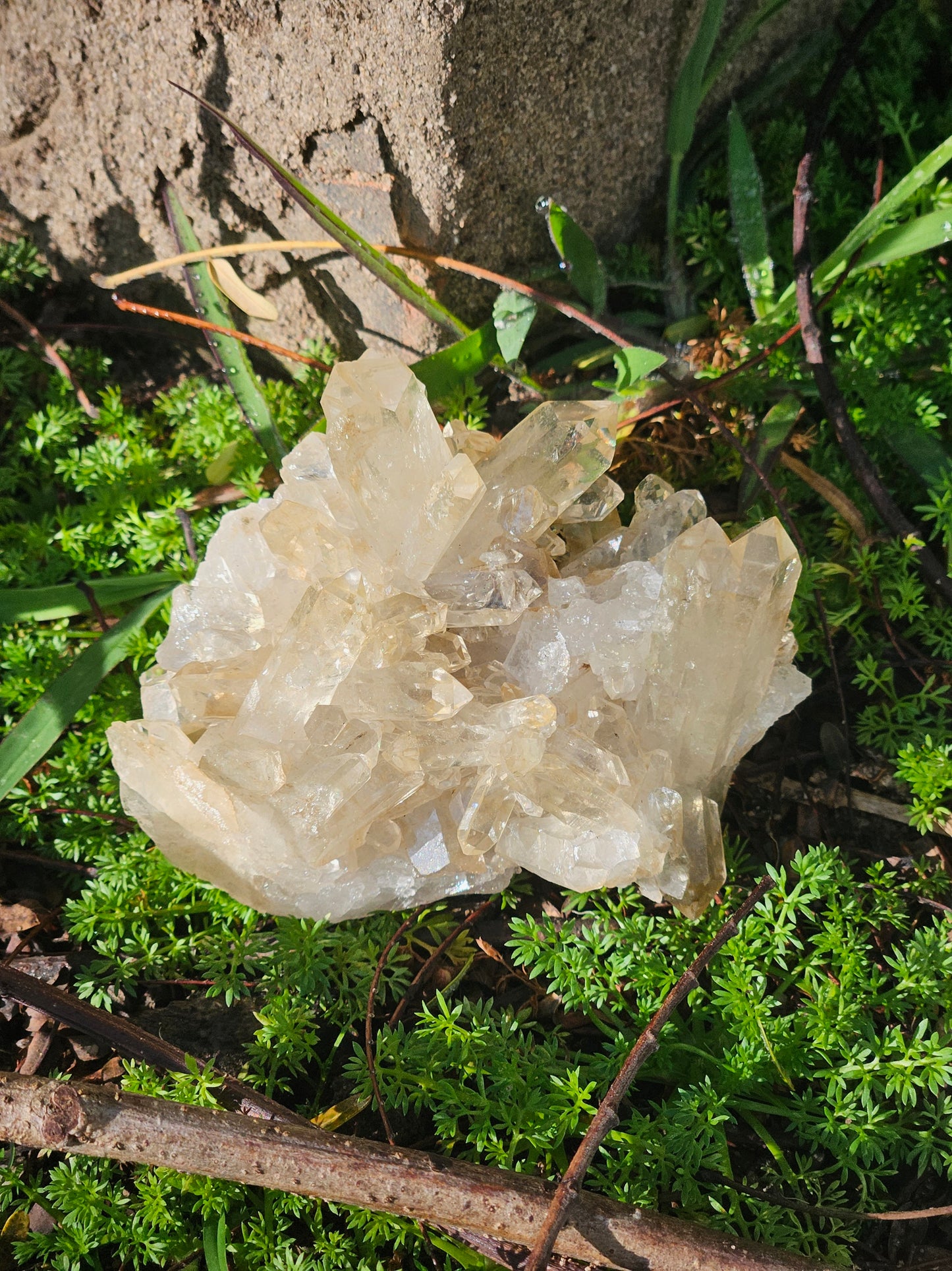 Golden Healer Specimen B