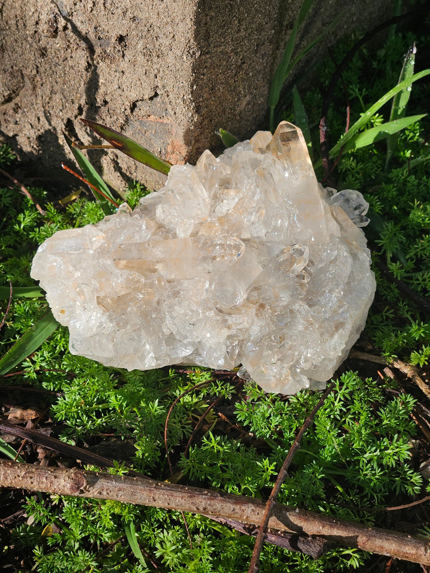 Golden Healer Specimen A