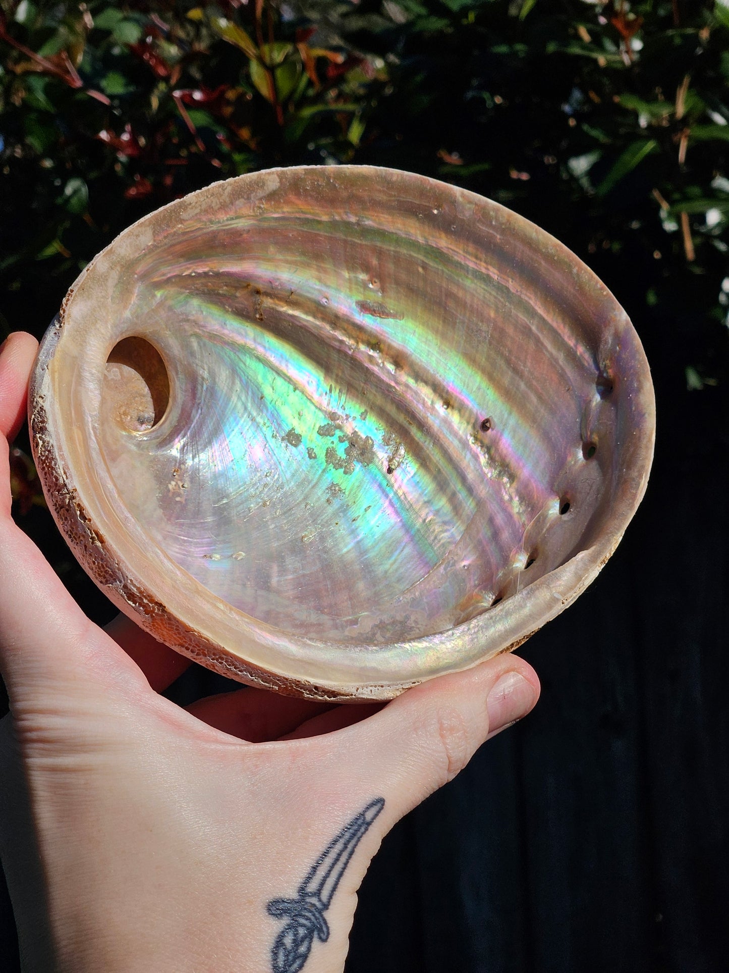 Abalone Shells