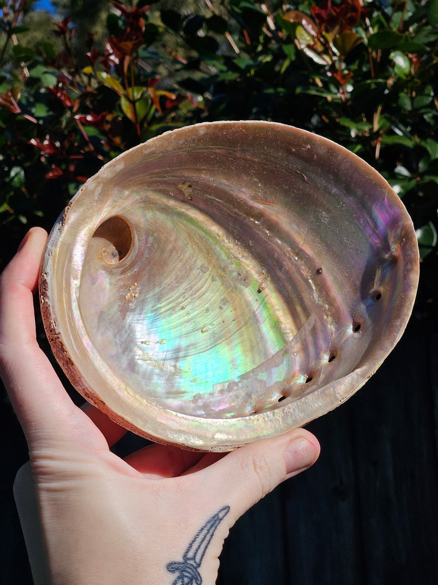 Abalone Shells